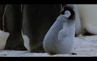 帝企鹅日记剧照的剧照