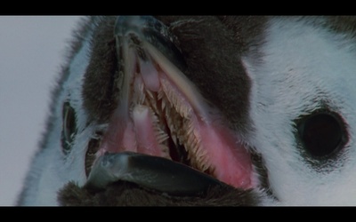 帝企鹅日记剧照的剧照