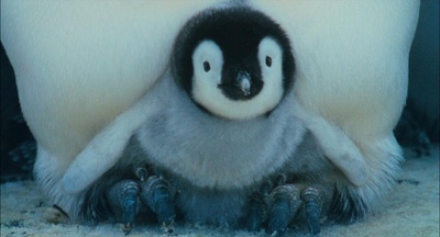 帝企鹅日记剧照的剧照