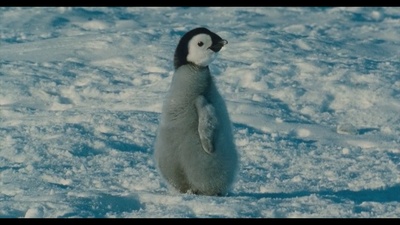 帝企鹅日记剧照的剧照