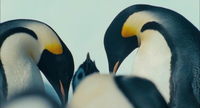 帝企鹅日记剧照的剧照