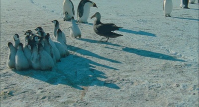 帝企鹅日记剧照的剧照