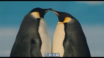 帝企鹅日记剧照的剧照