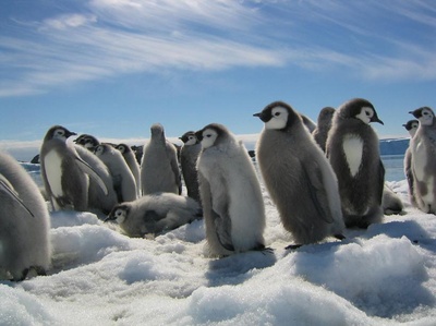 帝企鹅日记剧照的剧照