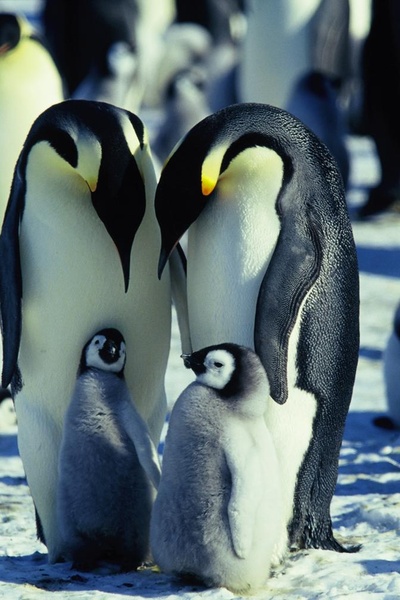 帝企鹅日记剧照的剧照