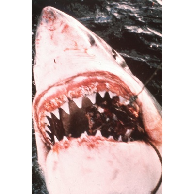 大白鲨剧照的剧照