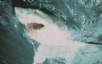 大白鲨剧照的剧照