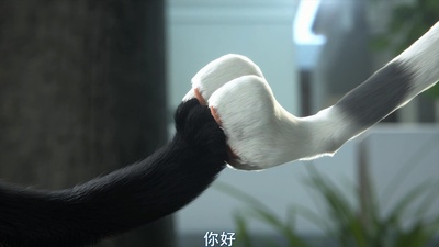 黑猫鲁道夫剧照的剧照