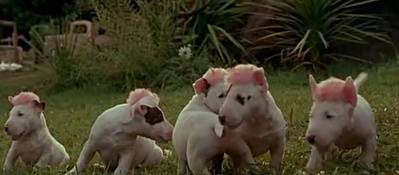 小猪宝贝2：小猪进城剧照的剧照