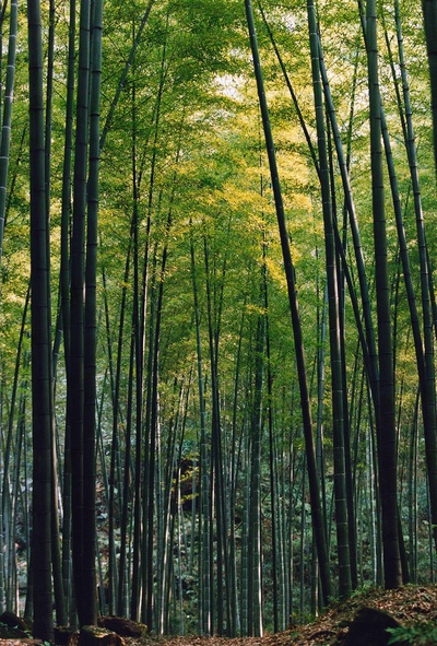 十面埋伏剧照的剧照