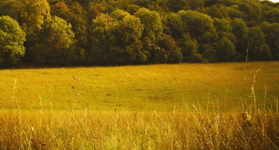 另一个波琳家的女孩剧照的剧照