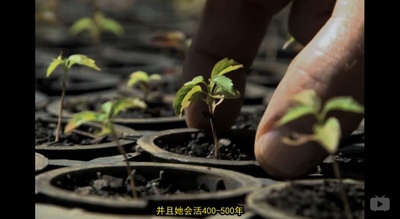 地球之盐剧照的剧照