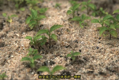 地球之盐剧照的剧照