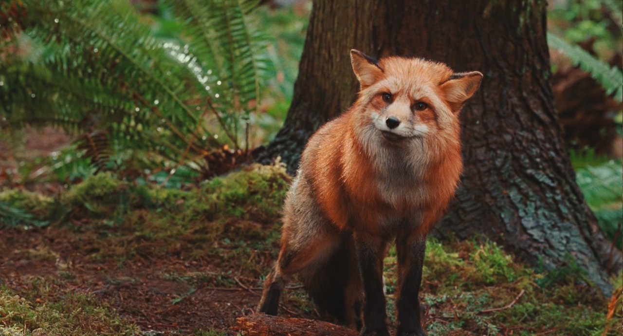 詹妮弗的肉体剧照的剧照