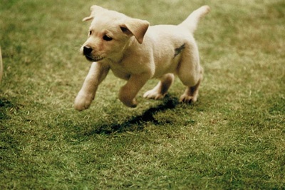 导盲犬小Q剧照的剧照