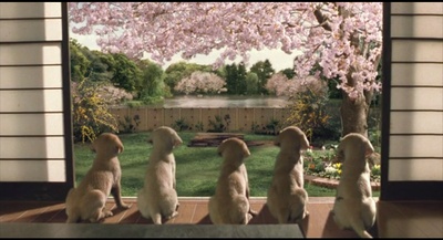 导盲犬小Q剧照的剧照