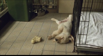 导盲犬小Q剧照的剧照