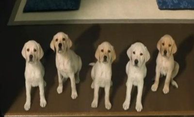 导盲犬小Q剧照的剧照