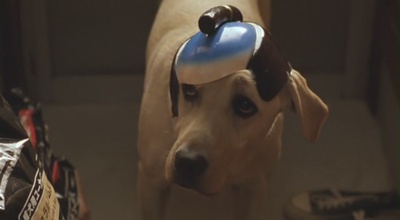 导盲犬小Q剧照的剧照