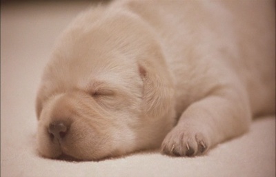 导盲犬小Q剧照的剧照