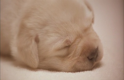 导盲犬小Q剧照的剧照