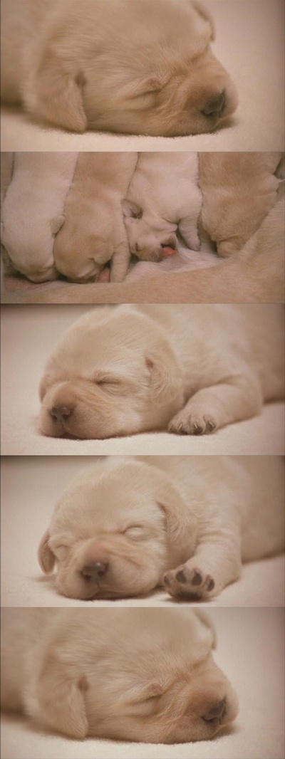 导盲犬小Q剧照的剧照