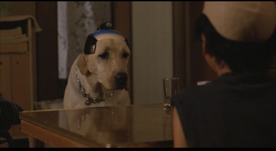 导盲犬小Q剧照的剧照