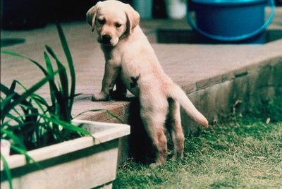 导盲犬小Q剧照的剧照