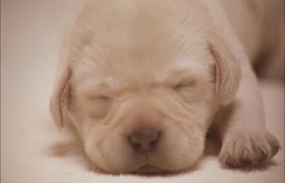 导盲犬小Q剧照的剧照