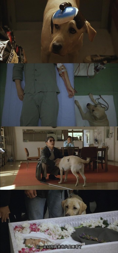 导盲犬小Q剧照的剧照