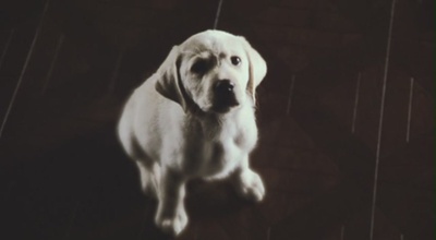 导盲犬小Q剧照的剧照