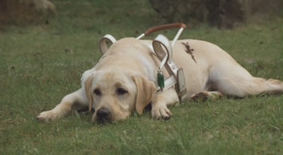 导盲犬小Q剧照的剧照