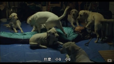 导盲犬小Q剧照的剧照