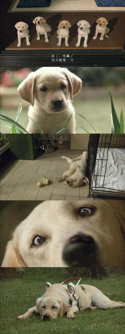 导盲犬小Q剧照的剧照