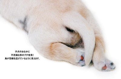 导盲犬小Q剧照的剧照