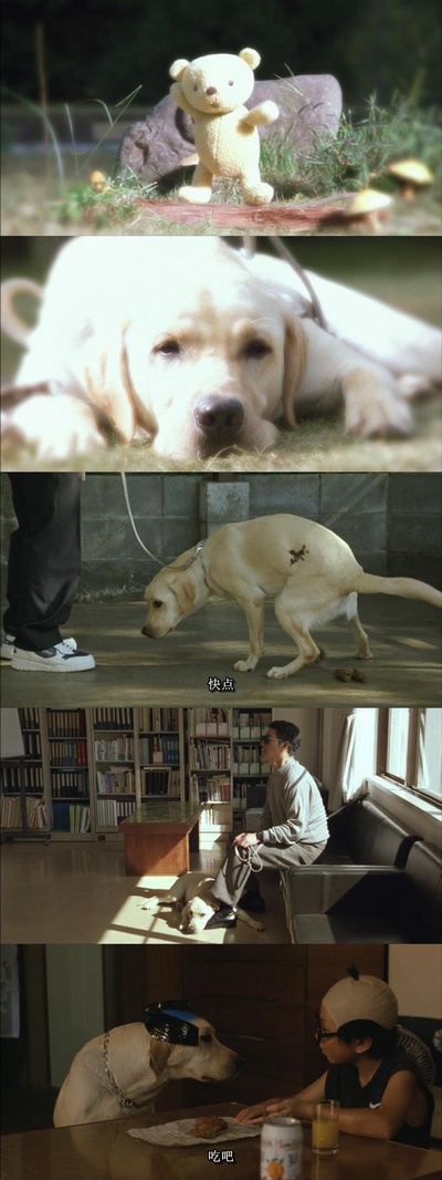 导盲犬小Q剧照的剧照