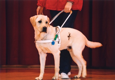 导盲犬小Q剧照的剧照