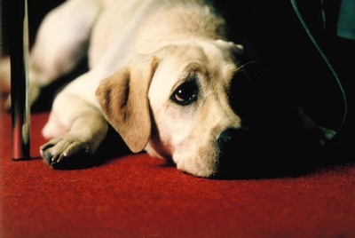 导盲犬小Q剧照的剧照