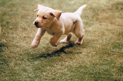 导盲犬小Q剧照的剧照