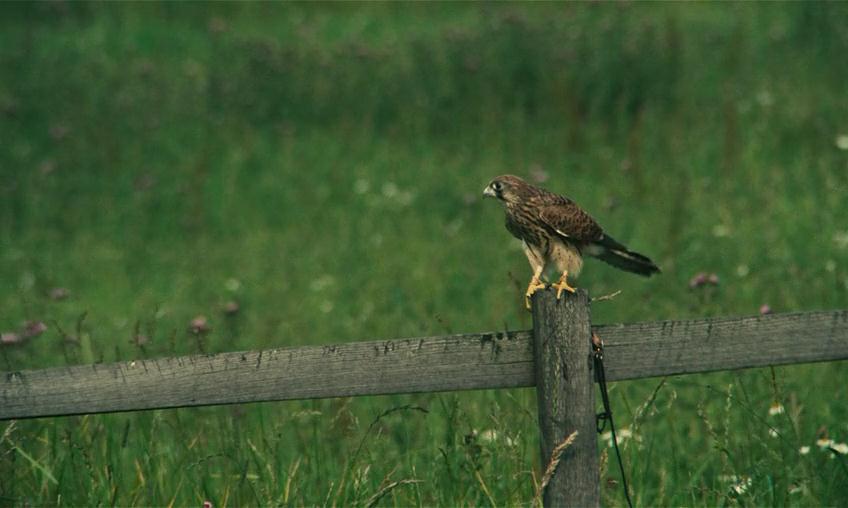 小孩与鹰剧照的剧照