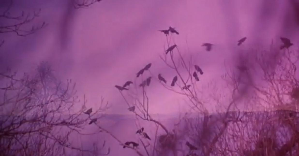 野花剧照的剧照