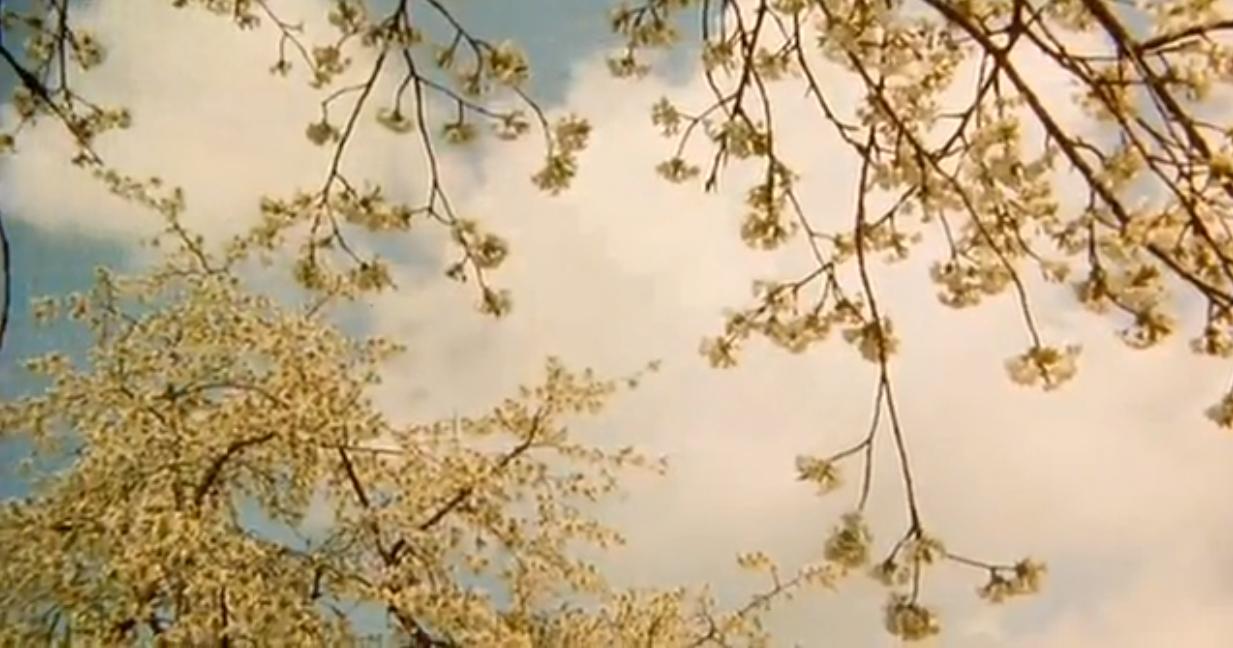 野花剧照的剧照