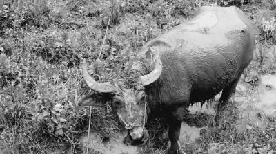 金刚经剧照的剧照