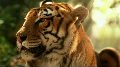 虎兄虎弟剧照的剧照