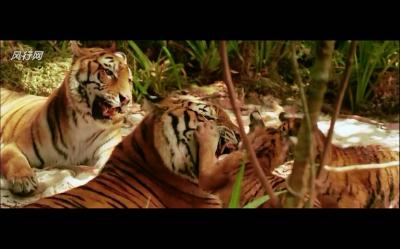 虎兄虎弟剧照的剧照