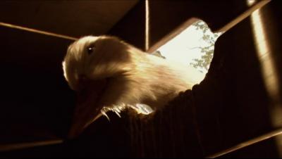 虎兄虎弟剧照的剧照