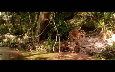 虎兄虎弟剧照的剧照