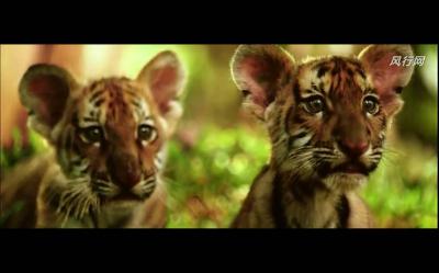 虎兄虎弟剧照的剧照