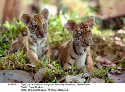 虎兄虎弟剧照的剧照