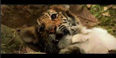 虎兄虎弟剧照的剧照